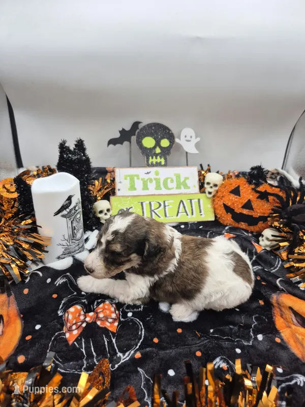 Jimmy&Cali Litter  – Poodle - Multi-Colored Standard, Poodle - Standard  puppy for sale in Belgrade, ME