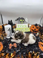 Jimmy&Cali Litter , a male Poodle - Multi-Colored Standard and Poodle - Standard  for sale in Belgrade, ME – 1 of 10