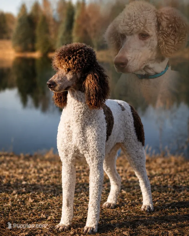 Jimmy – Poodle - Multi-Colored Standard puppy for sale in Belgrade, ME