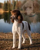 Jimmy, a male Poodle - Multi-Colored Standard for sale in Belgrade, ME – 1 of 6