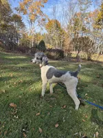 Cody, a male Poodle - Multi-Colored Standard and Poodle - Standard  for sale in Belgrade, ME – 5 of 5