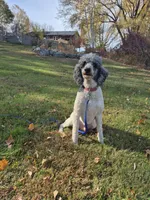 Cody, a male Poodle - Multi-Colored Standard and Poodle - Standard  for sale in Belgrade, ME – 4 of 5
