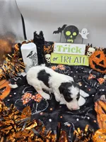 Jimmy&Cali Litter , a male Poodle - Multi-Colored Standard and Poodle - Standard  for sale in Belgrade, ME – 3 of 10