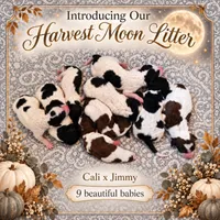 Jimmy, a male Poodle - Multi-Colored Standard for sale in Belgrade, ME – 3 of 6