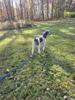 Cody, a male Poodle - Multi-Colored Standard and Poodle - Standard  for sale in Belgrade, ME – 3 of 5