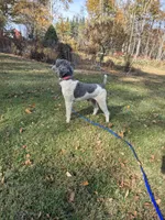 Cody, a male Poodle - Multi-Colored Standard and Poodle - Standard  for sale in Belgrade, ME – 1 of 5