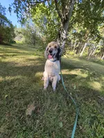 Jimmy&Cali Litter , a male Poodle - Multi-Colored Standard and Poodle - Standard  for sale in Belgrade, ME – 9 of 10