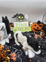 Jimmy&Cali Litter , a male Poodle - Multi-Colored Standard and Poodle - Standard  for sale in Belgrade, ME – 4 of 10
