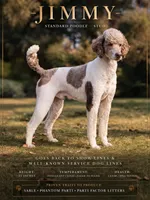 Jimmy, a male Poodle - Multi-Colored Standard for sale in Belgrade, ME – 5 of 6