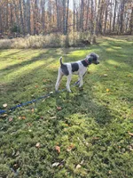Cody, a male Poodle - Multi-Colored Standard and Poodle - Standard  for sale in Belgrade, ME – 2 of 5