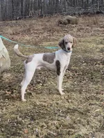 Jimmy, a male Poodle - Multi-Colored Standard for sale in Belgrade, ME – 2 of 6
