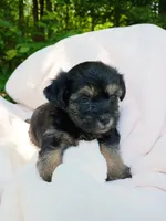Shorkie Male 2, a male Shorkie for sale in Clover, VA – 5 of 7