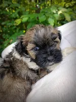 Shorkie Male 6, a male Shorkie for sale in Clover, VA – 2 of 6