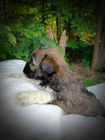 Shorkie Male 6, a male Shorkie for sale in Clover, VA – 4 of 6