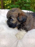 Shorkie Male 6, a male Shorkie for sale in Clover, VA – 6 of 6