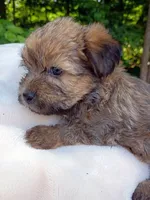 Shorkie Female 4, a female Shorkie for sale in Clover, VA – 4 of 6