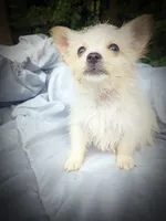 white shadow 1, a male American Eskimo and Coton de Tulear for sale in Clover, VA – 5 of 5
