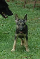 Male GS, a male German Shepherd Dog for sale in Clover, VA – Photo 5 of 5