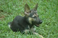 Male GS, a male German Shepherd Dog for sale in Clover, VA – Photo 1 of 5