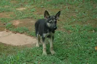 Male GS, a male German Shepherd Dog for sale in Clover, VA – Photo 4 of 5