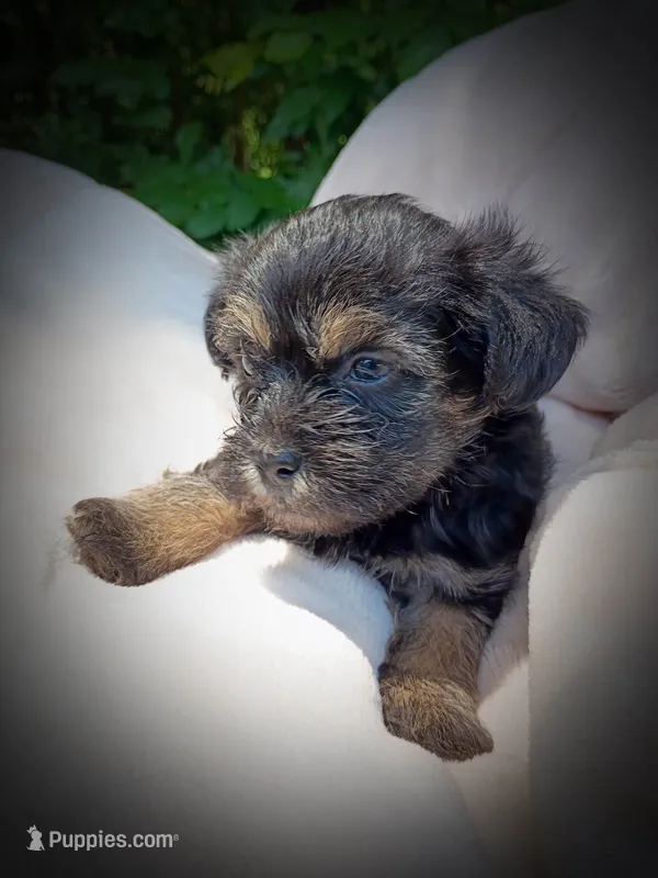 Shorkie Male 2 – Shorkie puppy for sale in Clover, VA