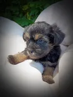 Shorkie Male 2, a male Shorkie for sale in Clover, VA – 1 of 7