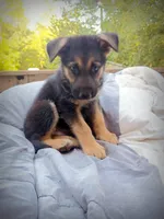 German Shepherd Male 2, a male German Shepherd Dog for sale in Clover, VA – 5 of 7