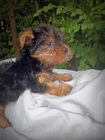 Baby Red 2 Male, a male Yorkshire Terrier for sale in Clover, VA – 2 of 5