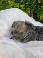 Shorkie Female 8, a male Shorkie for sale in Clover, VA – 5 of 6