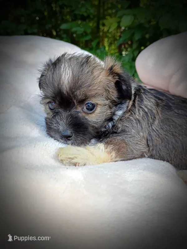 Shorkie Female 7 – Shorkie puppy for sale in Clover, VA