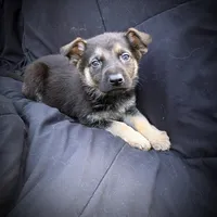 GS Male 2, a male German Shepherd Dog for sale in Clover, VA – Photo 2 of 5