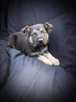 GS Male 2, a male German Shepherd Dog for sale in Clover, VA – Photo 2 of 5