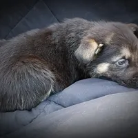 GS Male 2, a male German Shepherd Dog for sale in Clover, VA – Photo 3 of 5