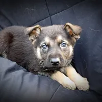 GS Male 2, a male German Shepherd Dog for sale in Clover, VA – Photo 1 of 5