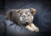 GS Male 2, a male German Shepherd Dog for sale in Clover, VA – Photo 1 of 5