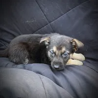 GS Male 2, a male German Shepherd Dog for sale in Clover, VA – Photo 4 of 5