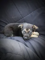 GS Male 2, a male German Shepherd Dog for sale in Clover, VA – Photo 4 of 5