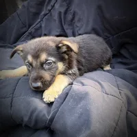 GS Male 2, a male German Shepherd Dog for sale in Clover, VA – Photo 5 of 5