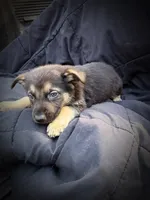 GS Male 2, a male German Shepherd Dog for sale in Clover, VA – Photo 5 of 5