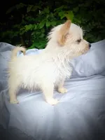 white shadow 1, a male American Eskimo and Coton de Tulear for sale in Clover, VA – 4 of 5