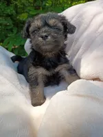 Shorkie Male 2, a male Shorkie for sale in Clover, VA – 4 of 7