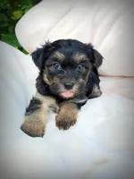 Shorkie Male 1, a male Shorkie for sale in Clover, VA – 7 of 8