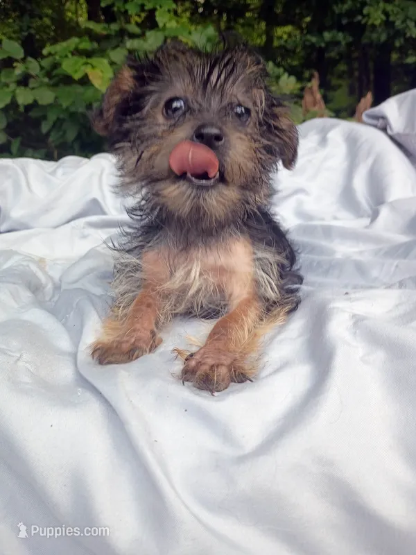 Rocky Male – Yorkshire Terrier puppy for sale in Clover, VA