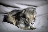 All Pups $600 Christmas Sale, a male Yorkshire Terrier for sale in Clover, VA – Photo 3 of 5