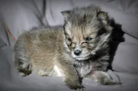 All Pups $600 Christmas Sale, a male Yorkshire Terrier for sale in Clover, VA – Photo 4 of 5