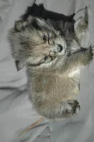 All Pups $600 Christmas Sale, a male Yorkshire Terrier for sale in Clover, VA – Photo 5 of 5