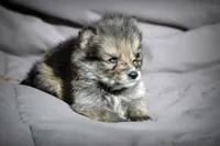 All Pups $600 Christmas Sale, a male Yorkshire Terrier for sale in Clover, VA – Photo 2 of 5