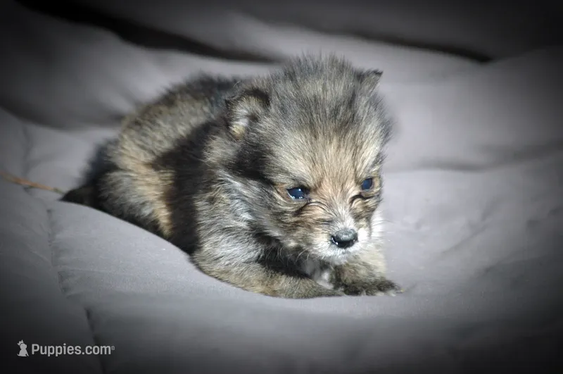 All Pups $600 Christmas Sale