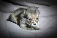 All Pups $600 Christmas Sale, a male Yorkshire Terrier for sale in Clover, VA – Photo 1 of 5