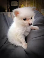 Pomimo 4, a male Pomimo for sale in Clover, VA – Photo 4 of 5